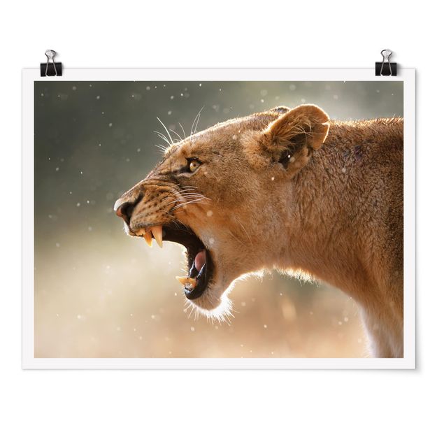 Moderne Poster Löwin auf der Jagd