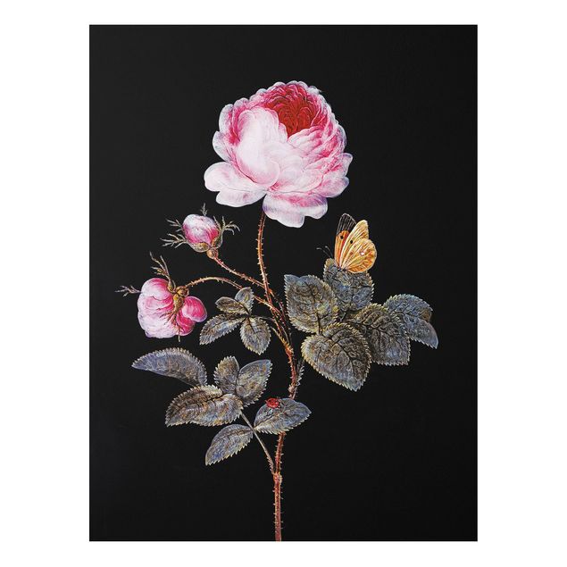 Forex Bilder Barbara Regina Dietzsch - Die hundertblättrige Rose