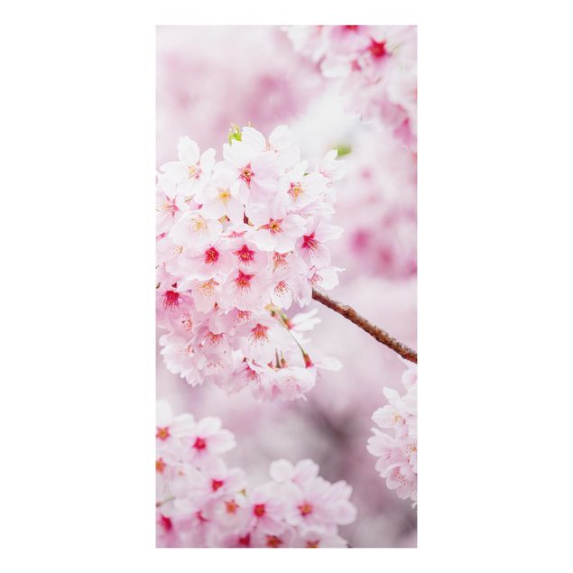 Alu-Dibond - Japanische Kirschblüten - Querformat