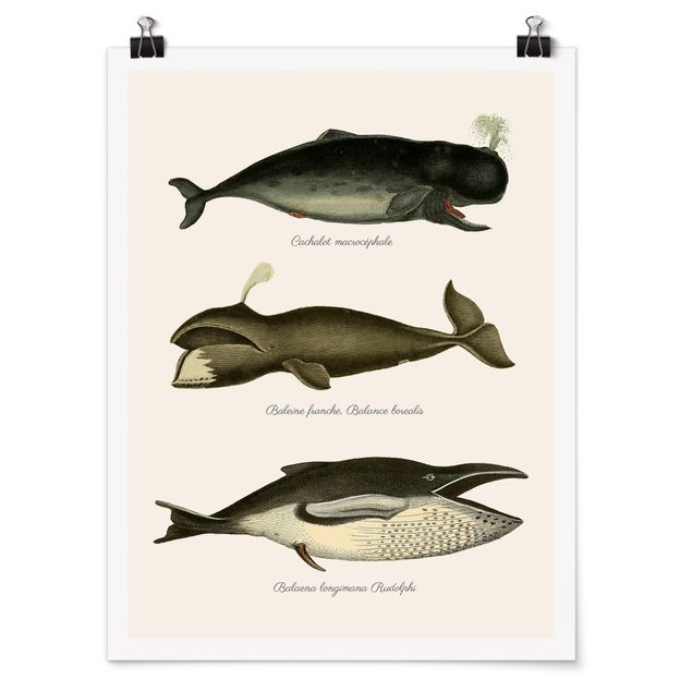 Tierposter Drei Vintage Wale