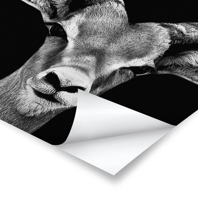 Poster - Impala Antilope schwarz-weiß - Hochformat 3:2