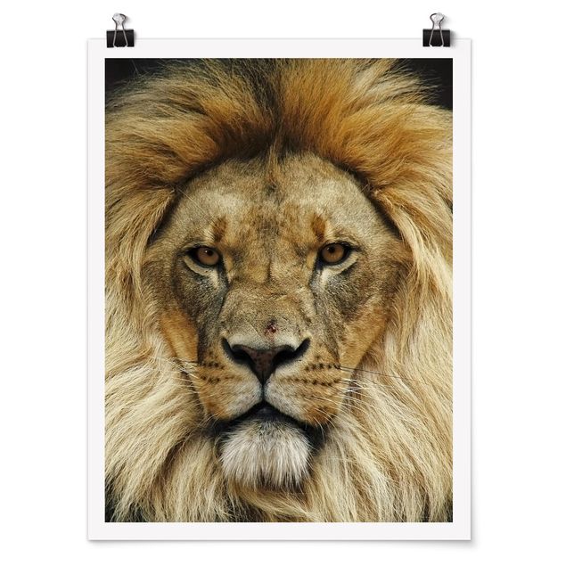Moderne Poster Wisdom of Lion