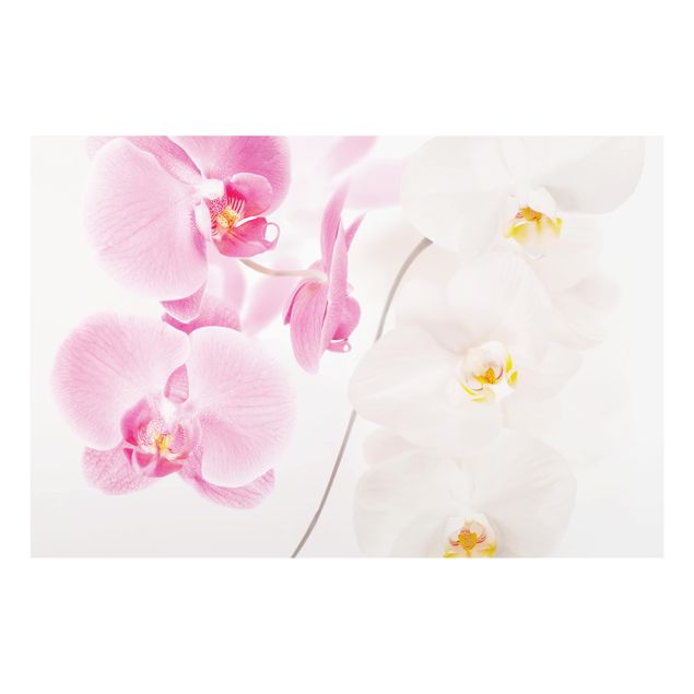 Spritzschutz Glas - Delicate Orchids - Querformat - 3:2