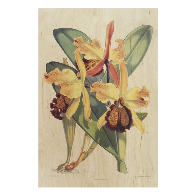 Holzbilder Vintage Walter Hood Fitch - Orchidee