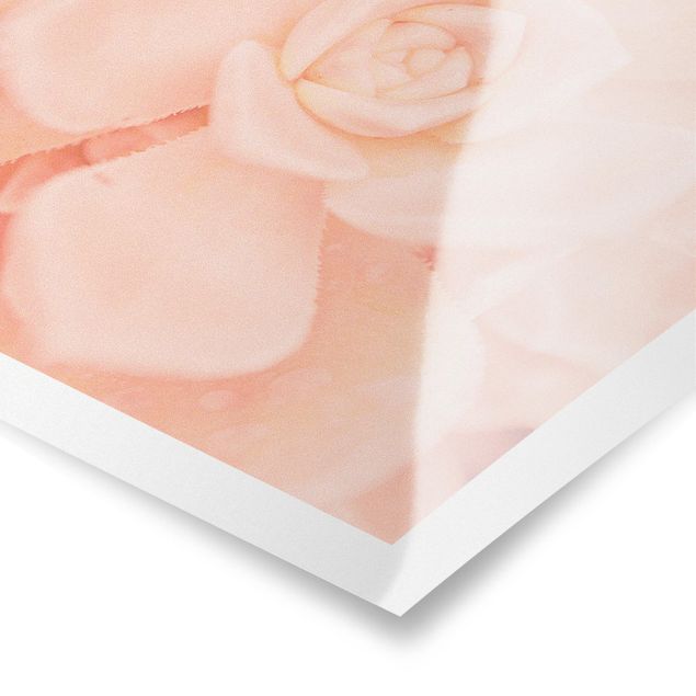 Poster - Rosa Blütenzauber Echeveria - Hochformat 3:4