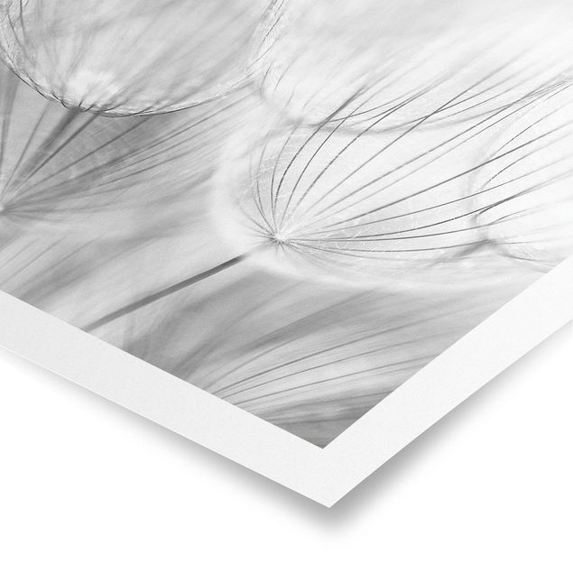 Poster - Pusteblumen Makroaufnahme in schwarz weiß - Quadrat 1:1