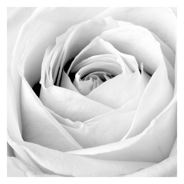 Fototapete - Close Up Rose