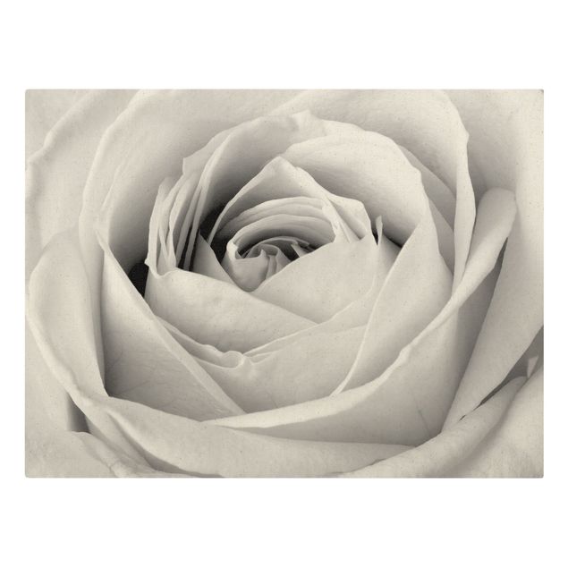 Leinwandbilder Close Up Rose