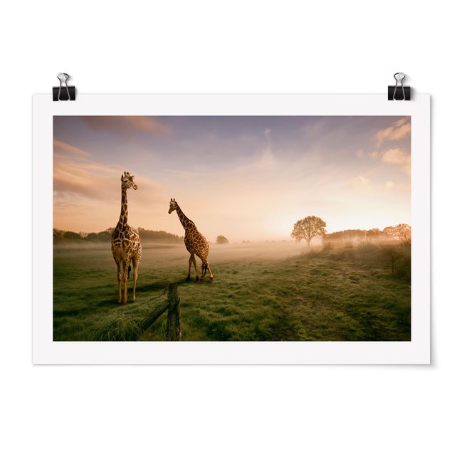 Bilder Surreal Giraffes