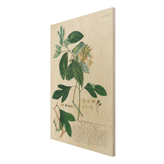 Bilder auf Holz Vintage Botanik Illustration Lorbeer