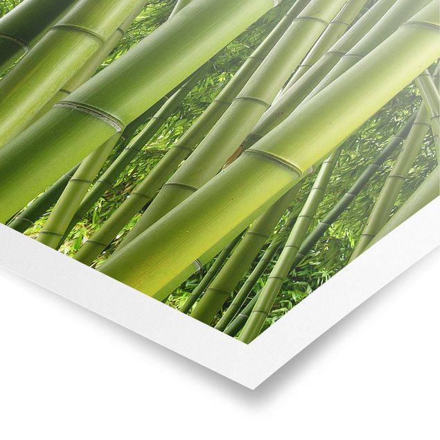 Poster - Bamboo Trees - Quadrat 1:1