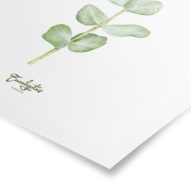 Poster bestellen Aquarell Botanik Eukalyptus