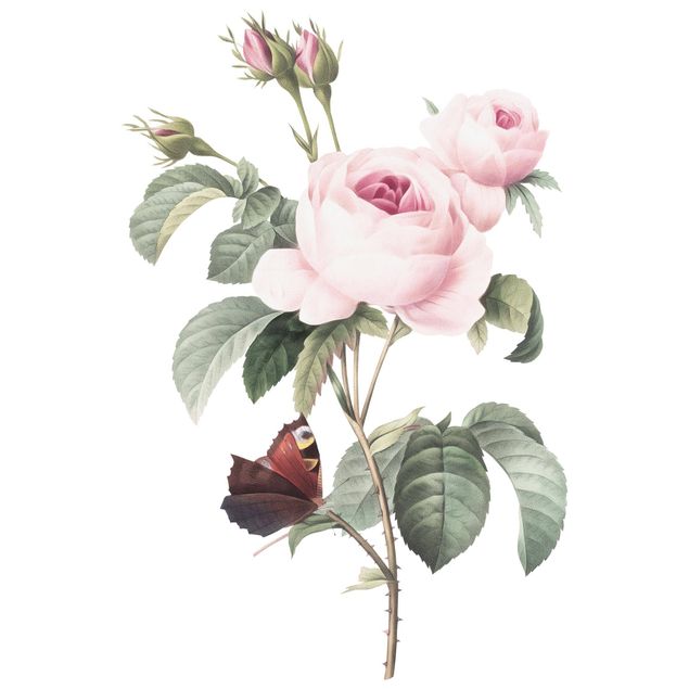 Wandtattoo - Vintage Illustration Rosen mit Pfauenauge XXL