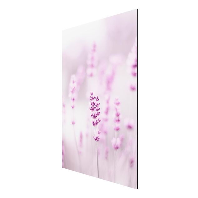 Alu-Dibond - Zartvioletter Lavendel - Querformat