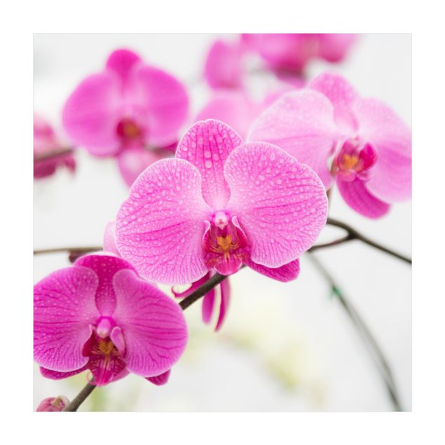 Teppich pink Nahaufnahme Orchidee
