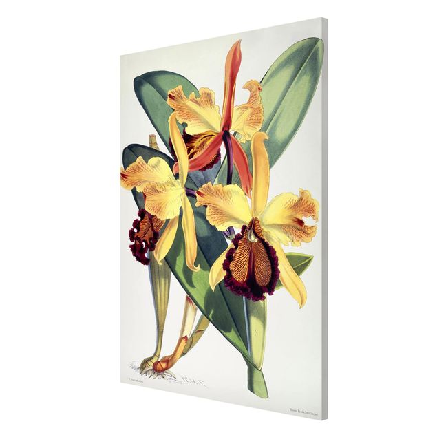 Magnettafel Design Walter Hood Fitch - Orchidee