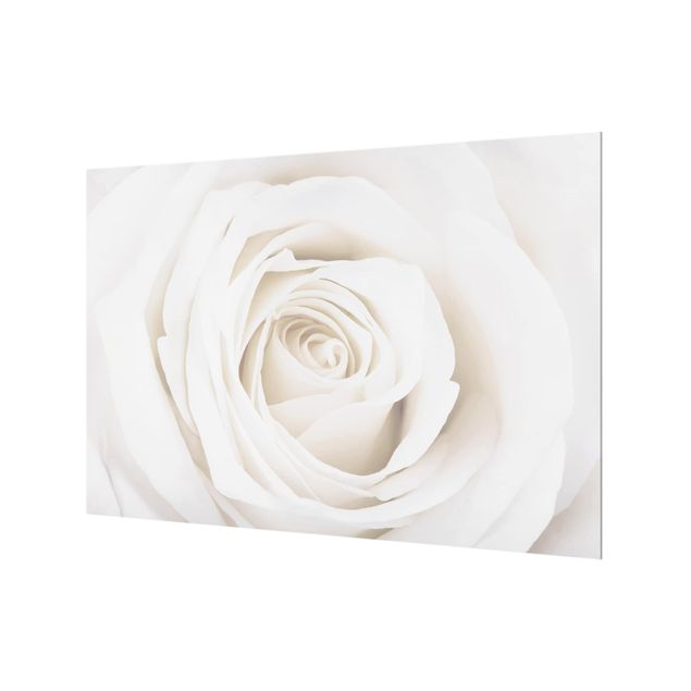Spritzschutz Glas - Pretty White Rose - Querformat - 3:2