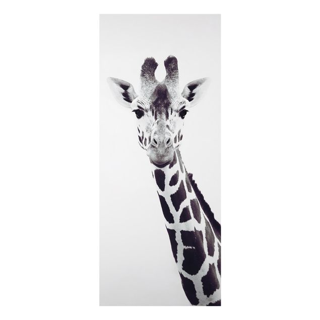 Alu-Dibond - Giraffen Portrait in Schwarz-weiß - Panorama