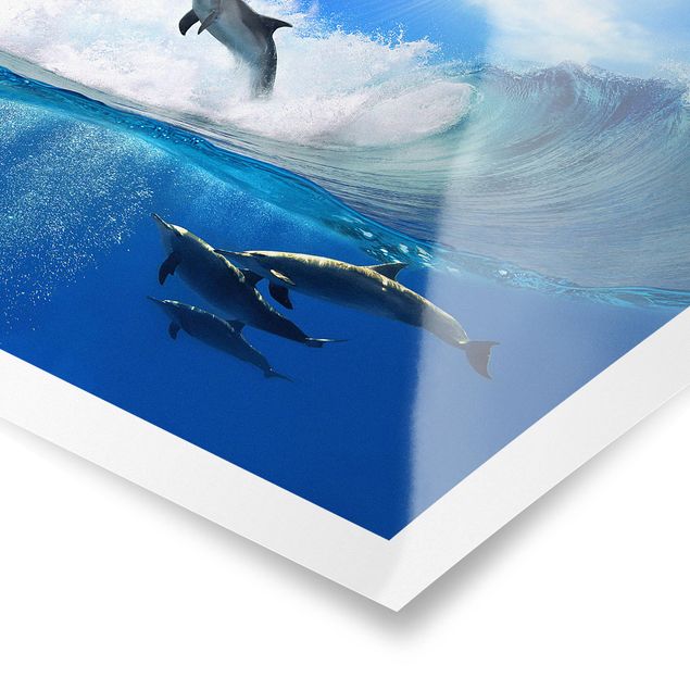 Poster - Playing Dolphins - Quadrat 1:1