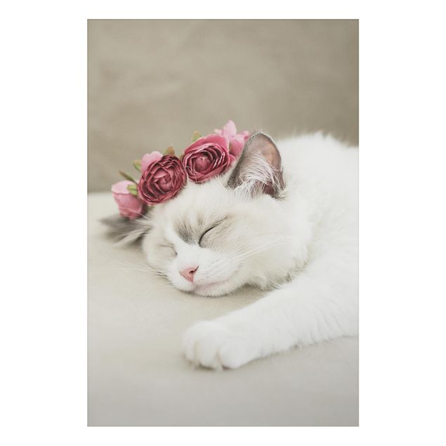 Alu-Dibond - Schlafende Katze mit Rosen - Querformat