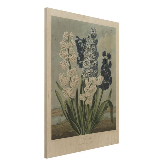 Holzbilder Blumen Botanik Vintage Illustration Blaue und weiße Hyazinthen