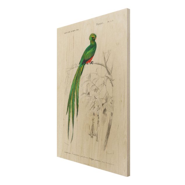 Bilder auf Holz Vintage Lehrtafel Tropischer Vogel I