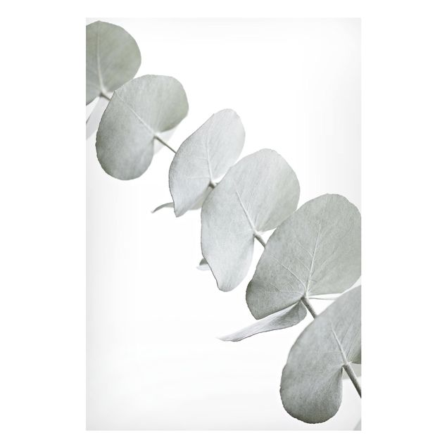 Magnettafel - Eukalyptuszweig im Weißen Licht - Hochformat 2:3