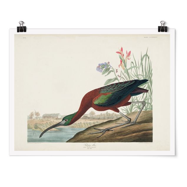 Wandbilder Vintage Lehrtafel Brauner Ibis