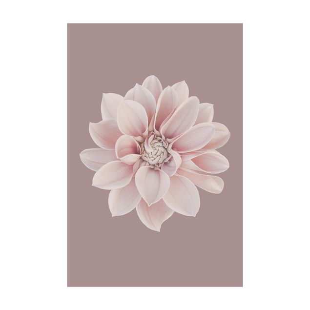 Teppich rosa Dahlie Blume Lavendel Weiß Rosa