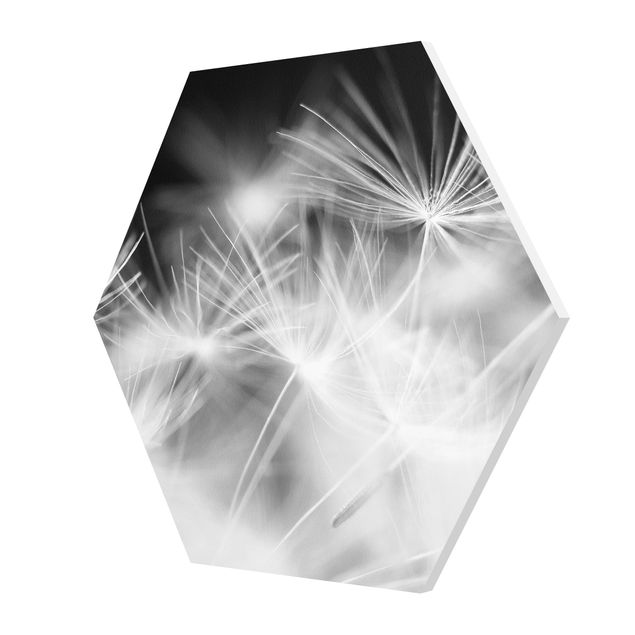 Hexagon Bild Forex - Bewegte Pusteblumen Nahaufnahme auf schwarzem Hintergrund