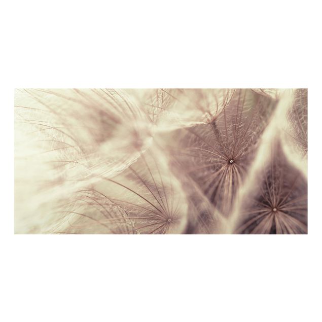 Spritzschutz Glas - Detailreiche Pusteblumen Makroaufnahme mit Vintage Blur Effekt - Querformat - 2:1