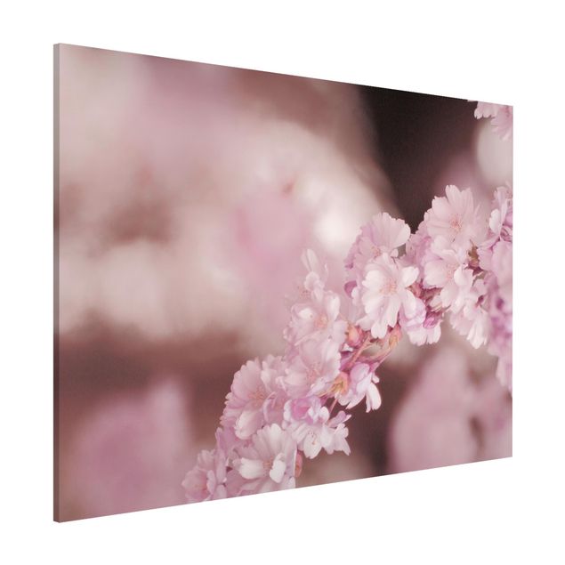 Magnettafel - Kirschblüte im Violetten Licht - Querfromat 4:3