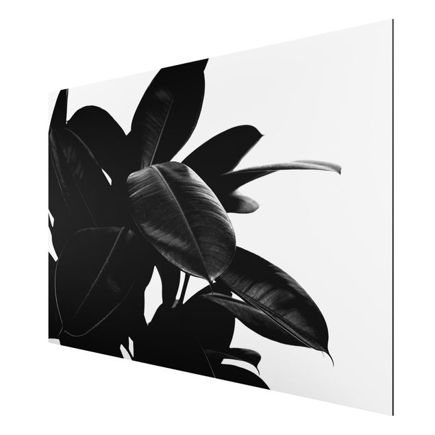 Alu Dibond Bilder Gummibaum Blätter Schwarz Weiß