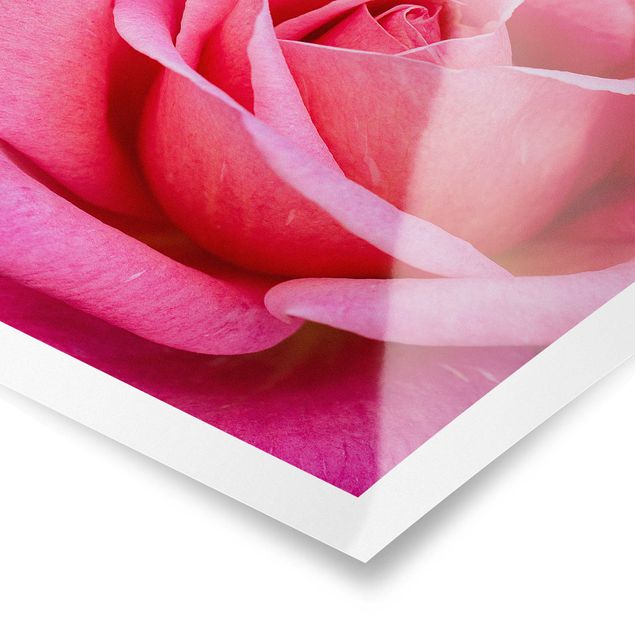 Poster - Pinke Rosenblüte vor Grün - Hochformat 3:2