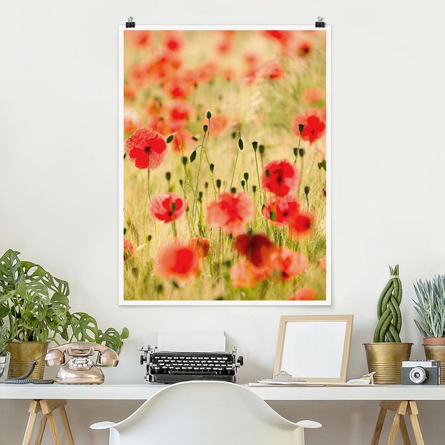 Poster Mohnblumen Summer Poppies