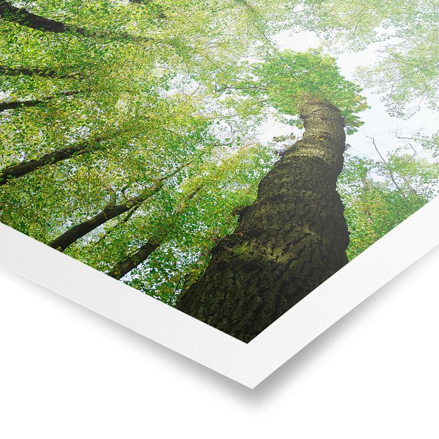 Poster - Bäume des Lebens - Quadrat 1:1