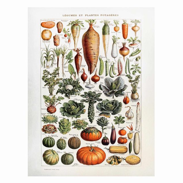 Magnettafel Design Vintage Lehrtafel Gemüse