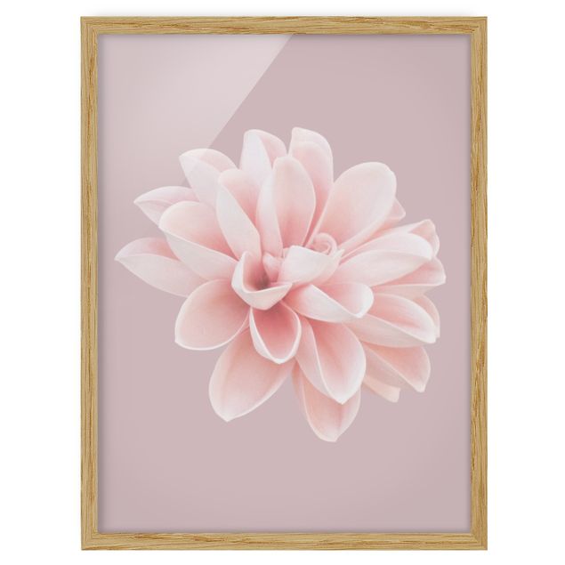 gerahmte Bilder Dahlie Blume Lavendel Rosa Weiß