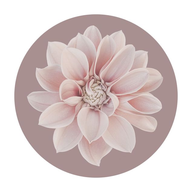 Vinyl-Bodenmatten Dahlie Blume Lavendel Weiß Rosa