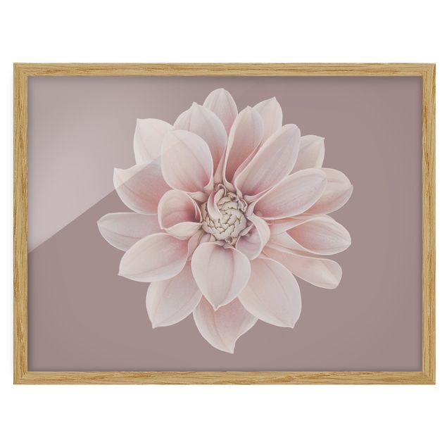 Bilder mit Rahmen Dahlie Blume Lavendel Weiß Rosa