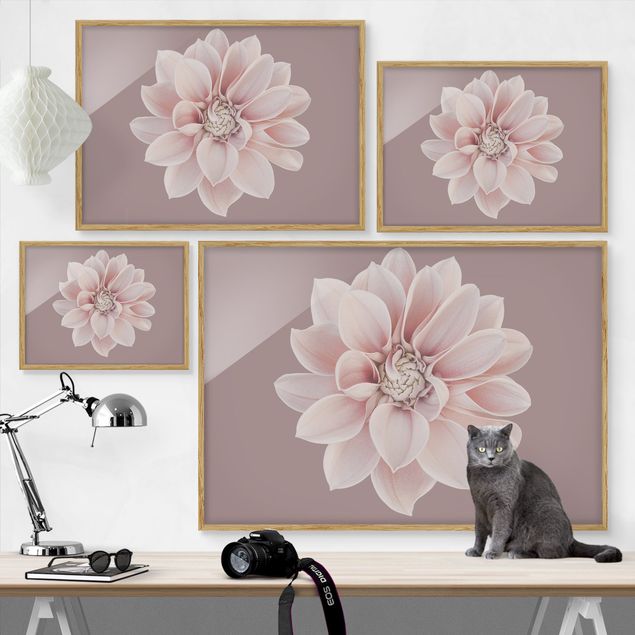 Bild mit Rahmen - Dahlie Blume Lavendel Weiß Rosa - Querformat