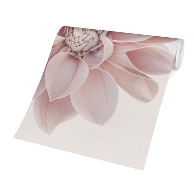 Fototapete selbstklebend Dahlie Blume Pastell Weiß Rosa
