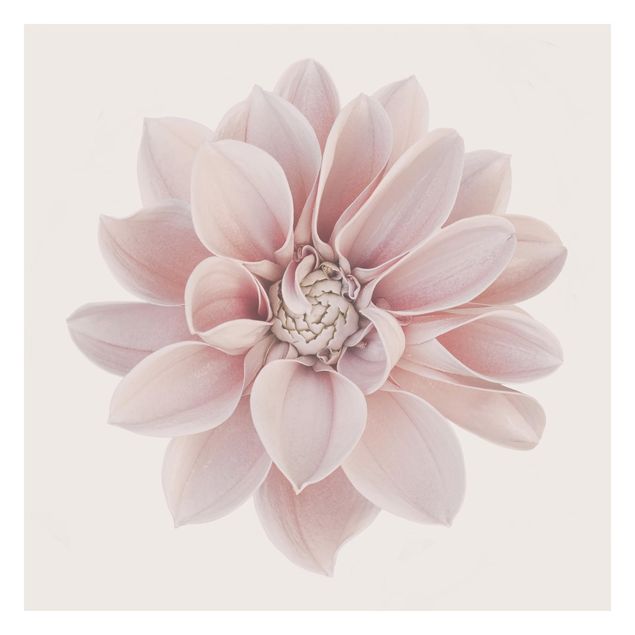 Fototapete - Dahlie Blume Pastell Weiß Rosa