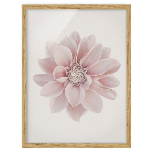 gerahmte Bilder Dahlie Blume Pastell Weiß Rosa