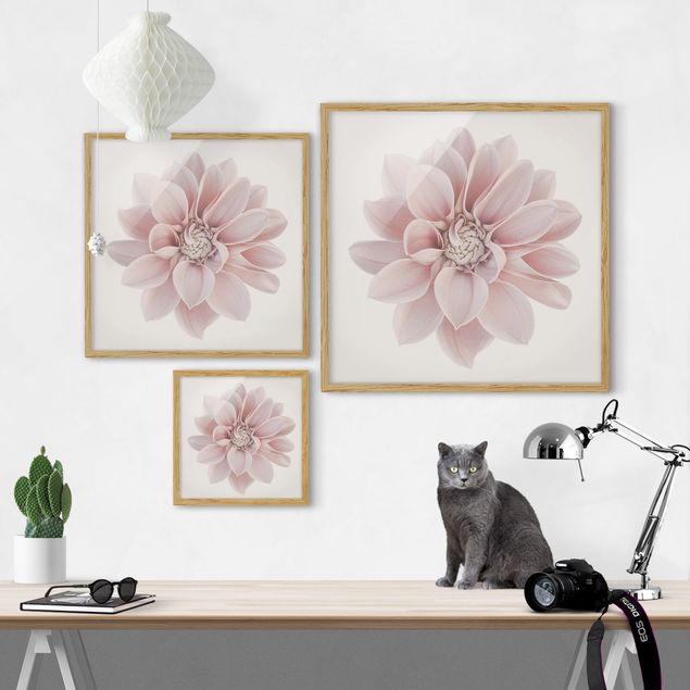 Bild mit Rahmen - Dahlie Blume Pastell Weiß Rosa - Quadrat