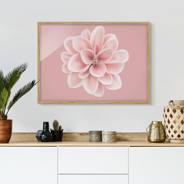Blumen Bilder mit Rahmen Dahlie Rosa Blush Blume Zentriert
