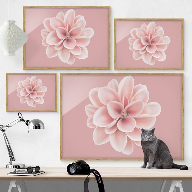 Bild mit Rahmen - Dahlie Rosa Blush Blume Zentriert - Querformat