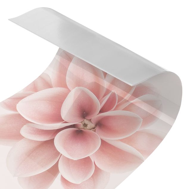 Duschrückwand - Dahlie Rosa Pastell Blume Zentriert