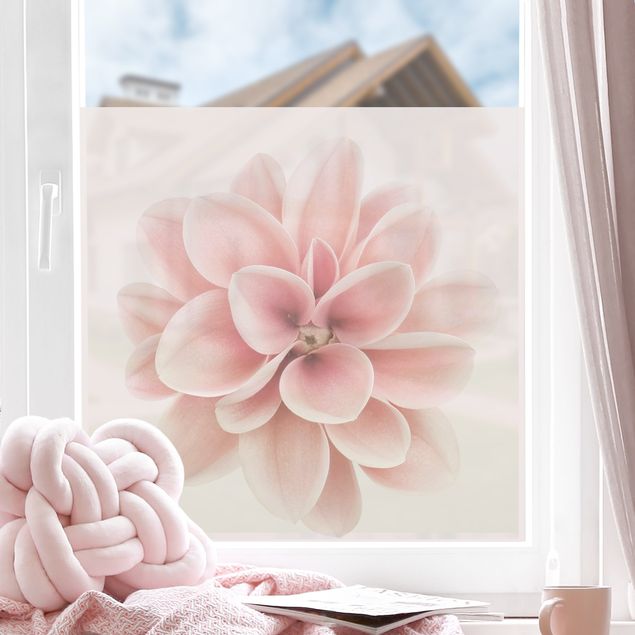 Fensterbilder selbstklebend Blumen Dahlie Rosa Pastell Blume Zentriert
