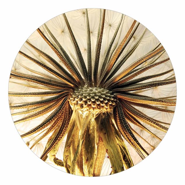 Runde Tapete selbstklebend - Dandelion Close Up